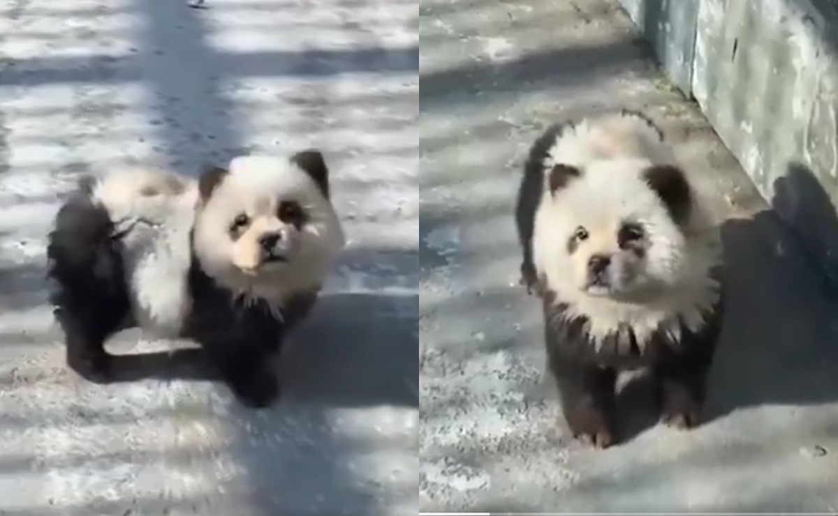 China lo vuelve a hacer; pinta perros y los hace pasar por pandas en zoológico. VIDEO