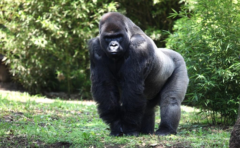 Zoo director suspended after death of gorilla
