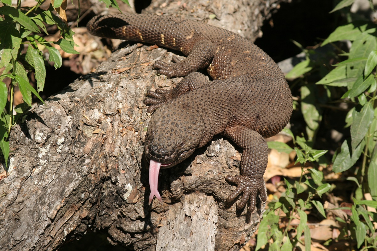 Las especies de rápida evolución se extinguen con la misma velocidad: estudio 