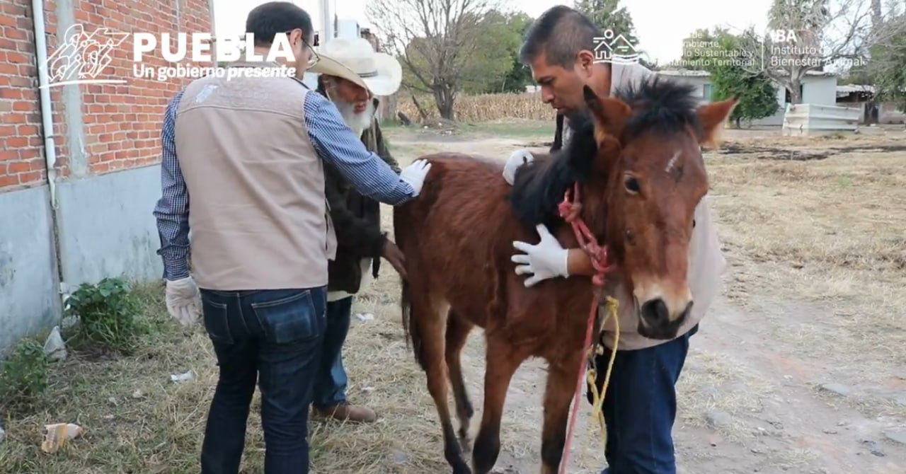 Dan último adiós a familia asesinada por conductor ebrio en Coronango ...