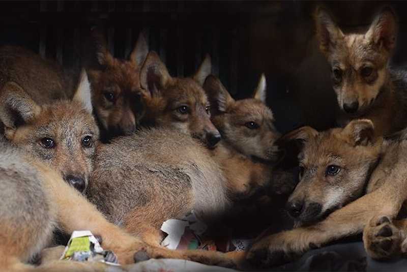 Nacen 8 cachorros de lobo mexicano en cautiverio
