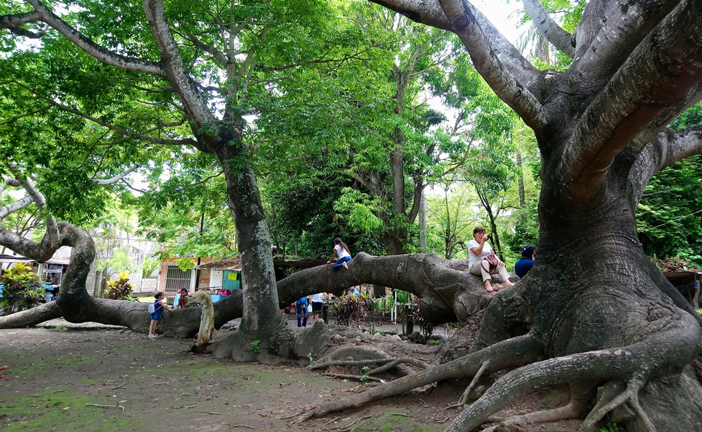 El árbol donde nació un mito de los barcos de Hernán Cortés