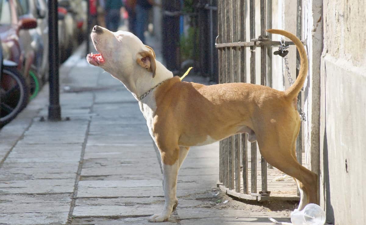 Graban a perros comiéndose a otro lomito en albergue de CDMX