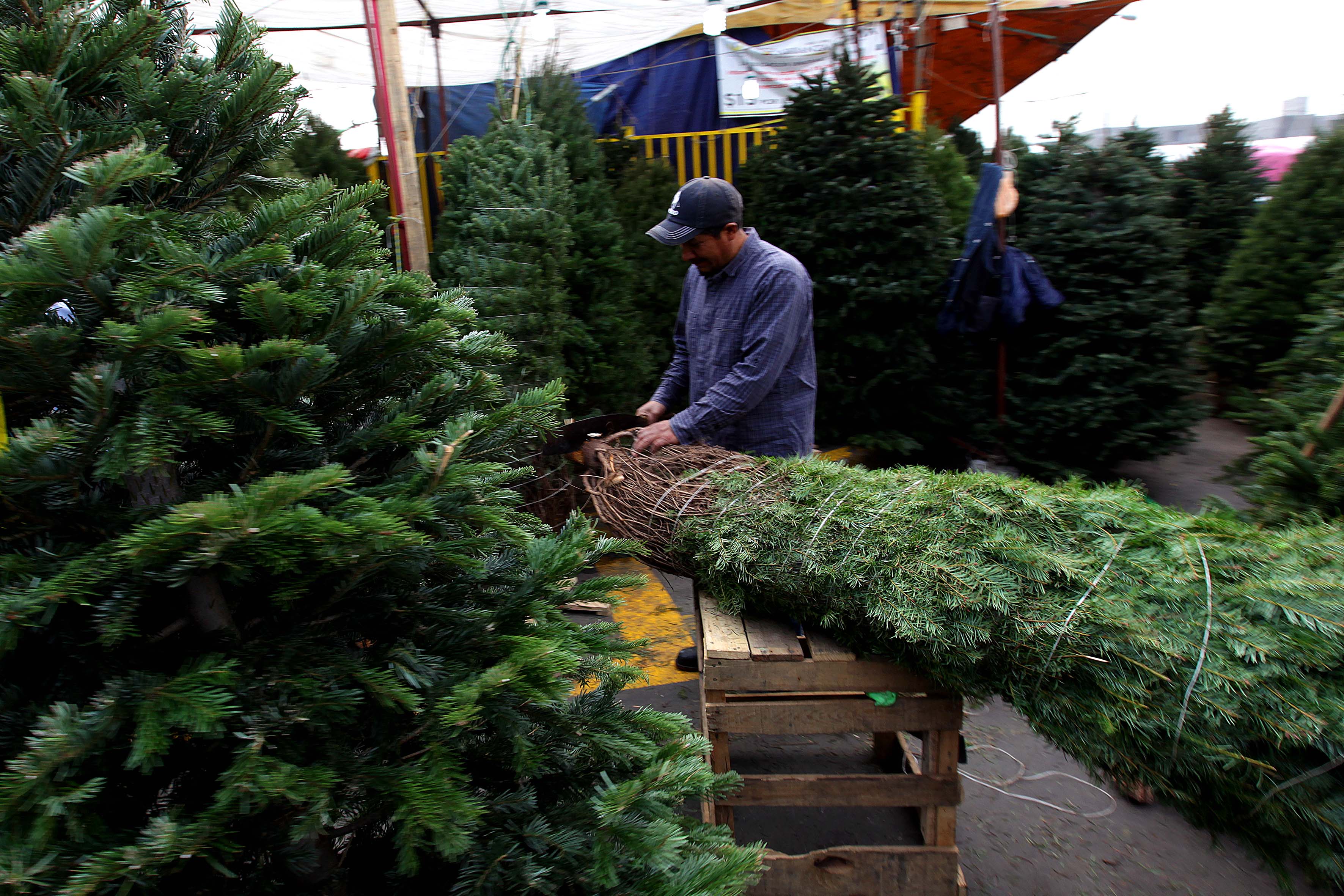 GDF invita a campaña de reciclaje de árboles de Navidad