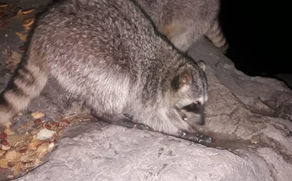 Esterilización de mapaches causa rechazo en Ciudad Madero, Tamaulipas