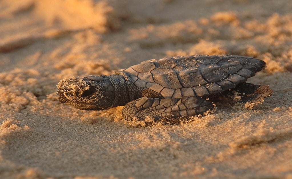 Descartan "muerte masiva" de tortugas marinas, asociada al sargazo 