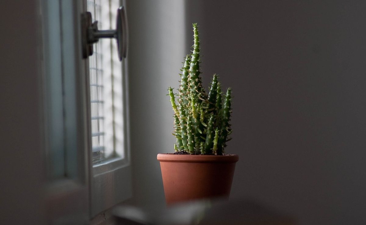 Descubre las mejores plantas para decorar tu dormitorio
