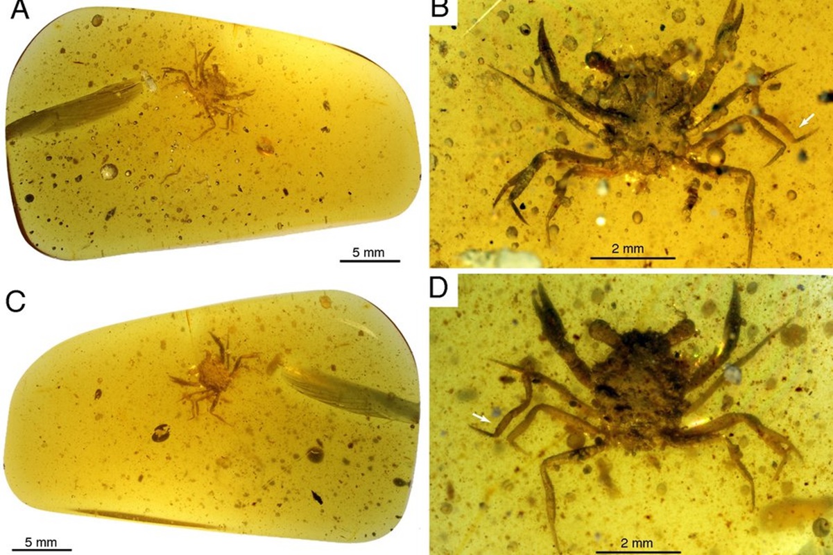 Los cangrejos se independizaron de sus ancestros marinos hace millones de años: estudio 