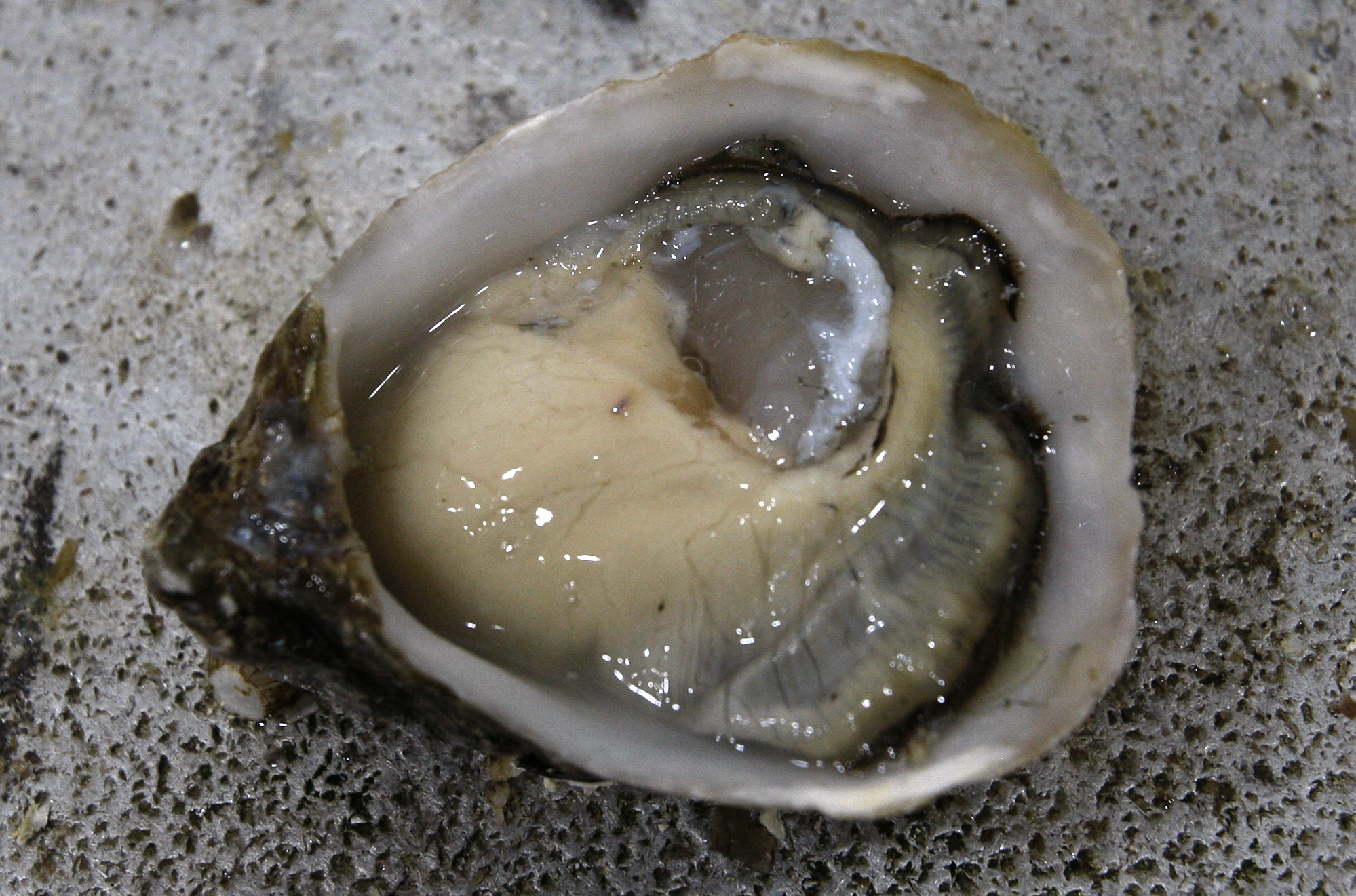 Mujer muere tras comer ostras infectadas con bacteria 'come carne'
