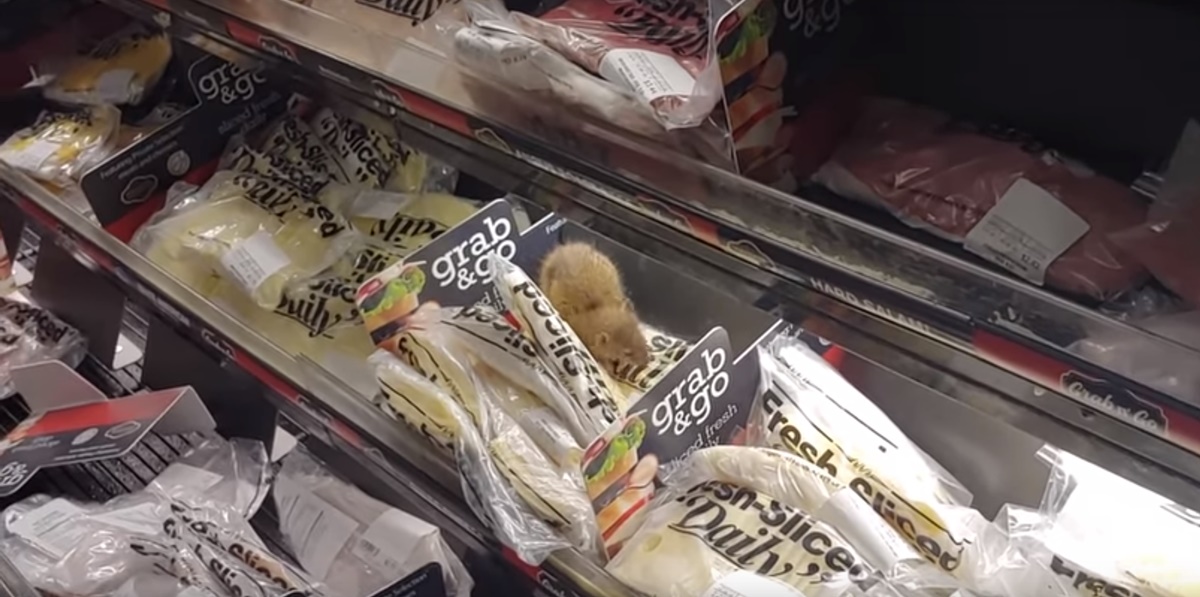 Graban a rata comiendo queso en estante de supermercado en Illinois