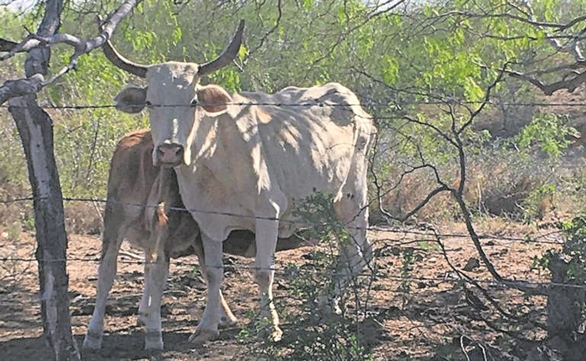Sufren ganaderos por “temporada de vacas flacas”
