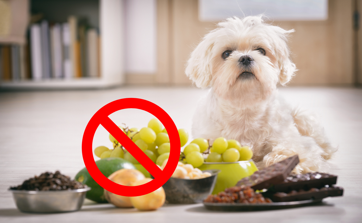 Alimentos que no deben comer los perros, según los expertos