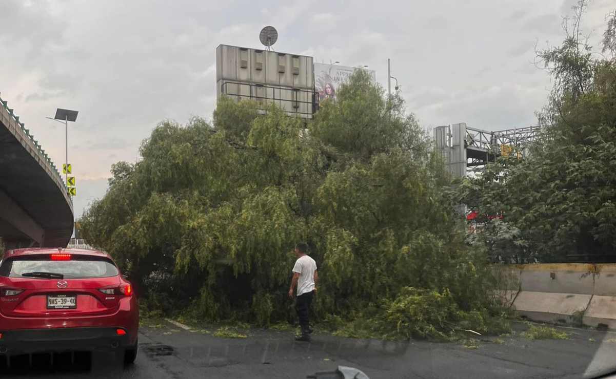 Cae árbol en carriles centrales de Periférico a la altura de Ciudad Satélite