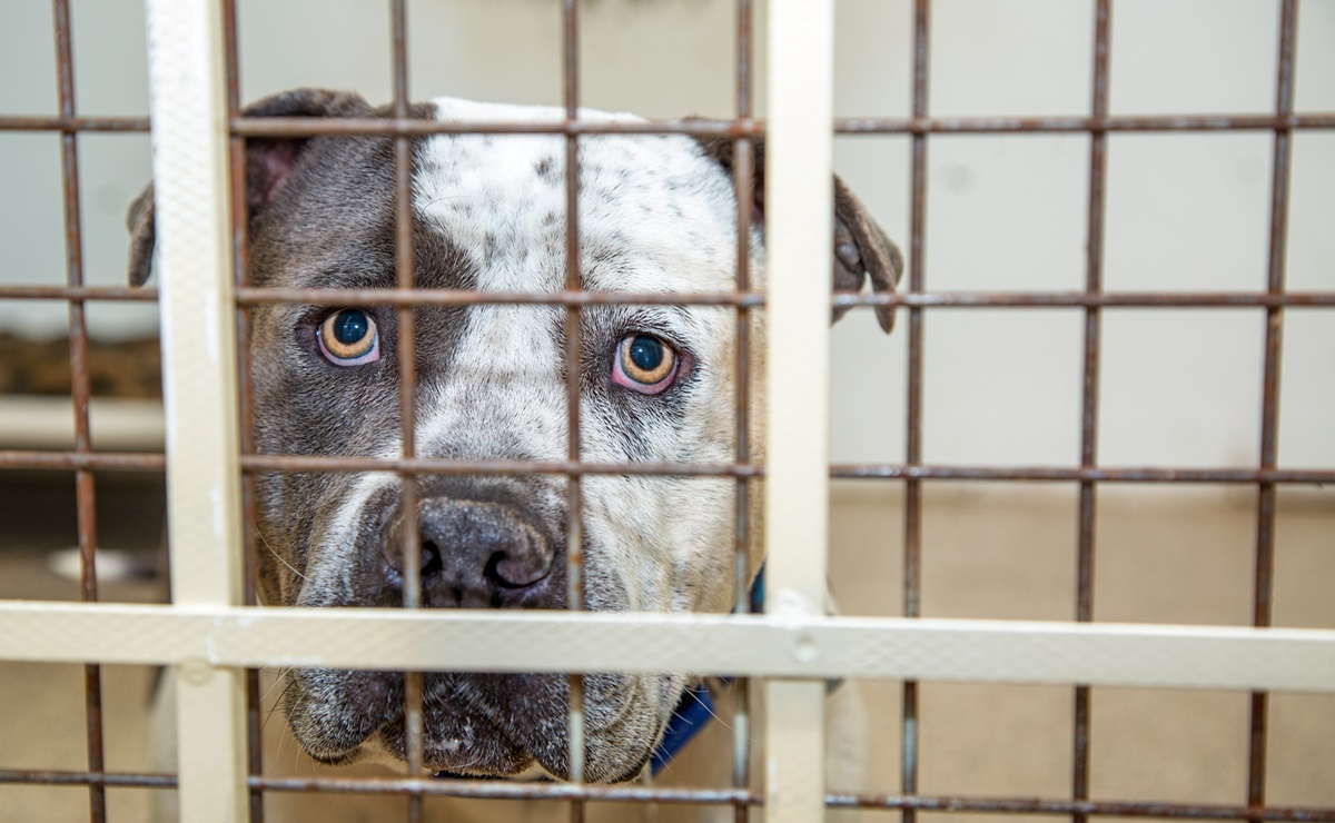 Rescatan a 120 perros “maltratados y torturados”; los usaban para peleas clandestinas