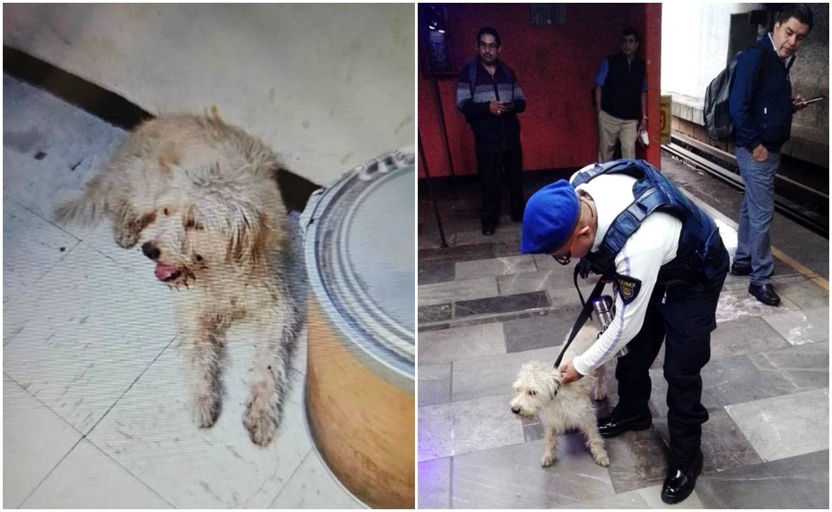 Rescatan a perrito de las vías del Metro en Pantitlán