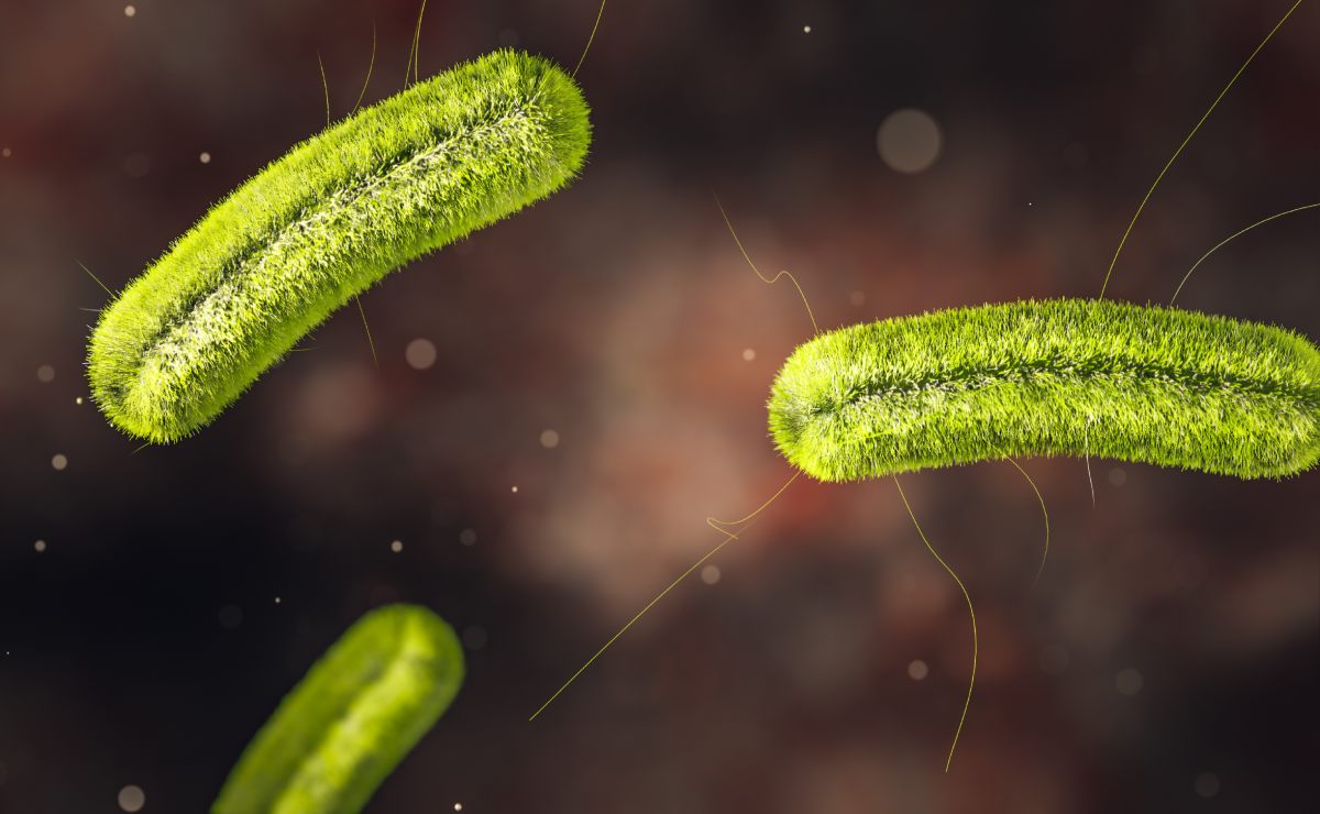 ¿Qué es la listeria, la bacteria de las malteadas contaminadas que mataron a tres en Tacoma, Estados Unidos?