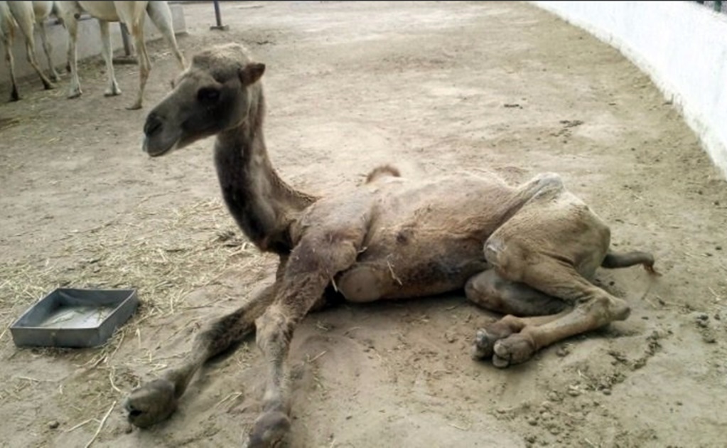 Clausura Profepa Ecoparque en Hidalgo; recibían animales maltrato