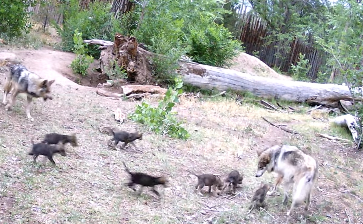 Nacen 7 cachorros de lobo gris mexicano en zoológico de Albuquerque