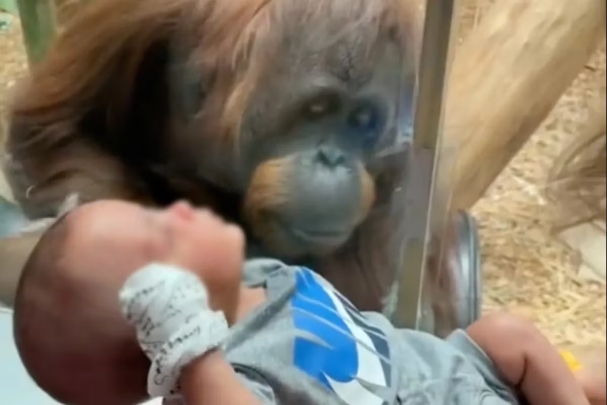Instinto maternal: el conmovedor pedido de un orangután a una mujer en el zoológico