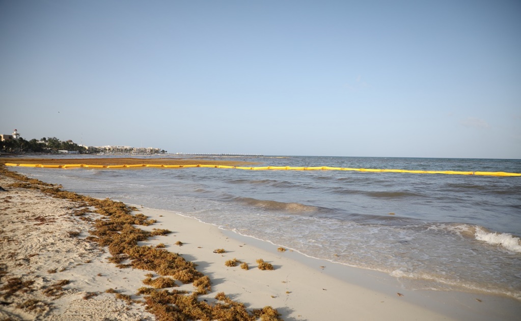 Colocan barreras para contener el sargazo en Playa del Carmen