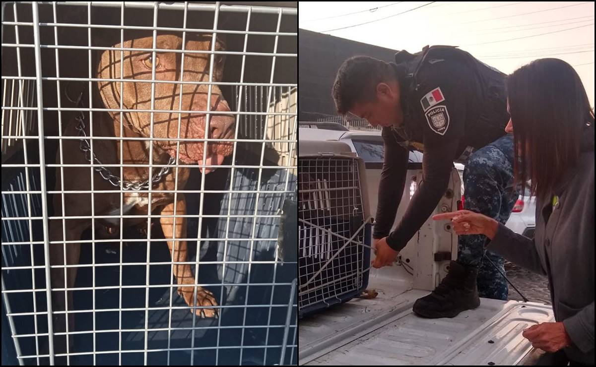 Perro pitbull que atacó a policía está en rehabilitación y no detenido, aclaran