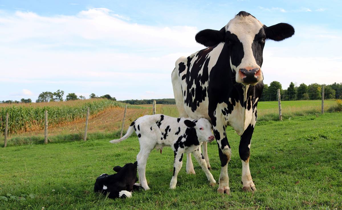 Del rancho a tu mesa: lo que hay detrás de un vaso de leche de vaca