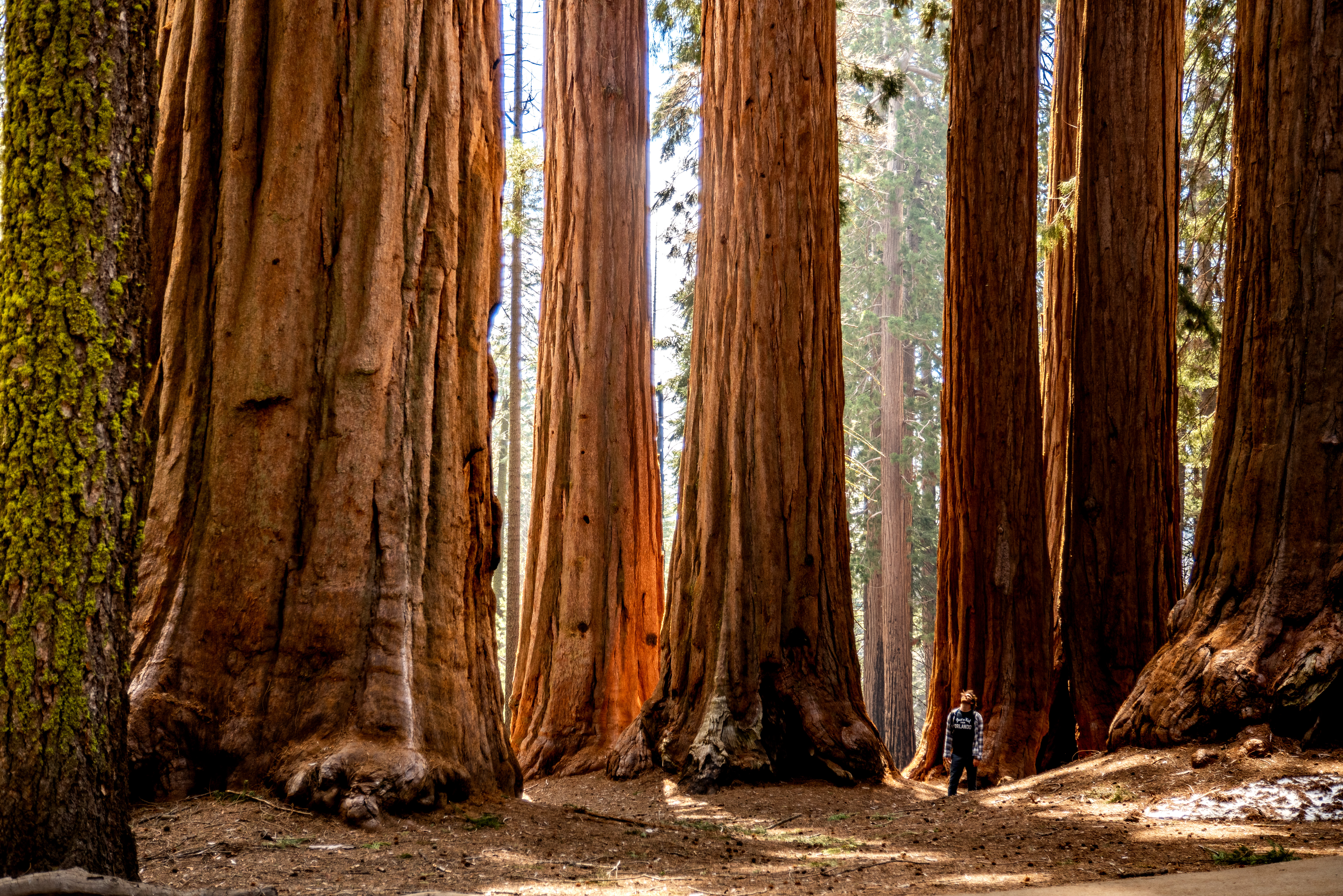 Los parques nacionales perfectos para ver secuoyas gigantes en California
