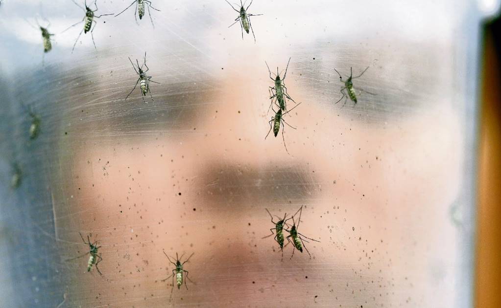 OMS reporta 58 países afectados por virus del Zika