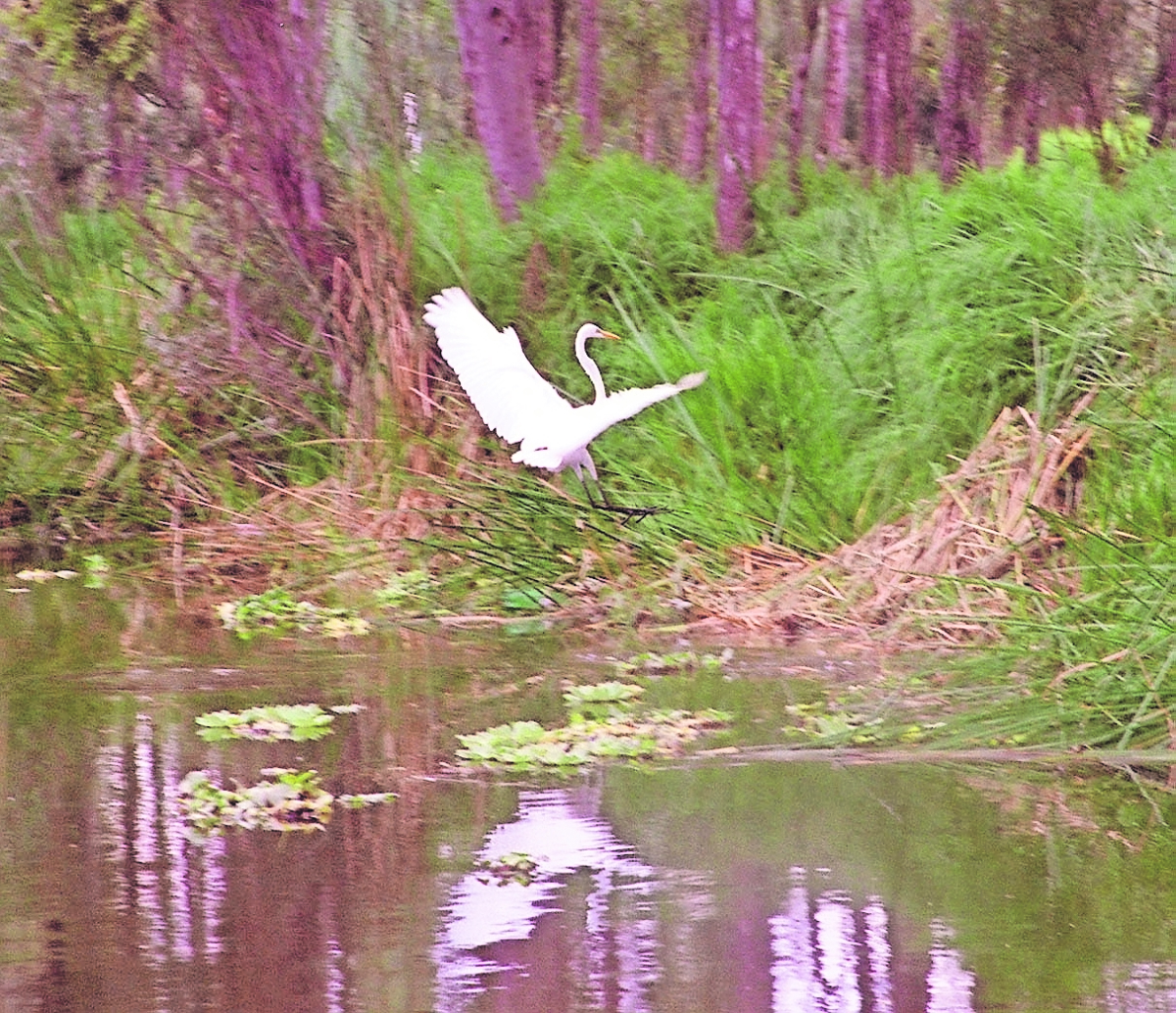 Piden conservar y cuidar a las aves mexicanas