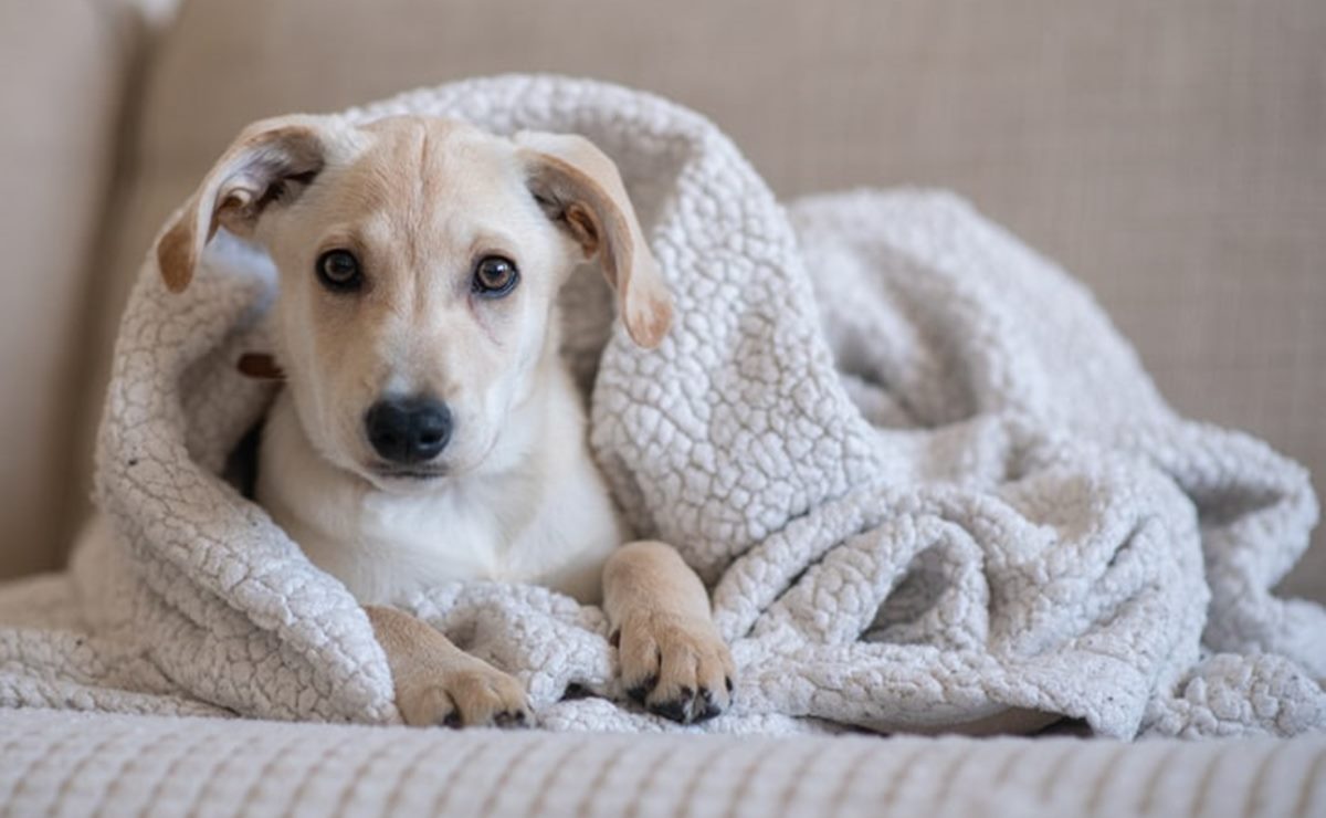 Año Nuevo sin pirotecnia ¿Cómo proteger a tu animal de compañía del ruido esta madrugada?