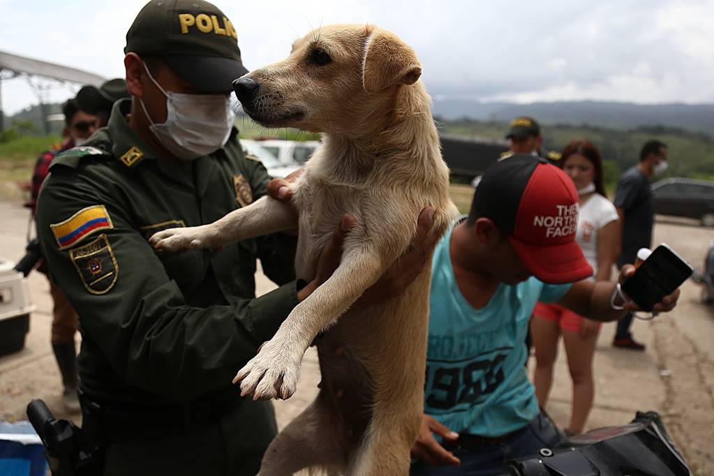 Perros, el otro drama en Mocoa tras la avalancha