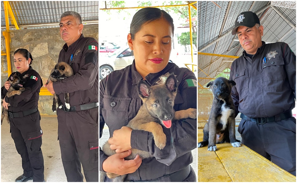 Buscan nombre para nuevos integrantes de la Guardia Estatal Canina de Tamaulipas