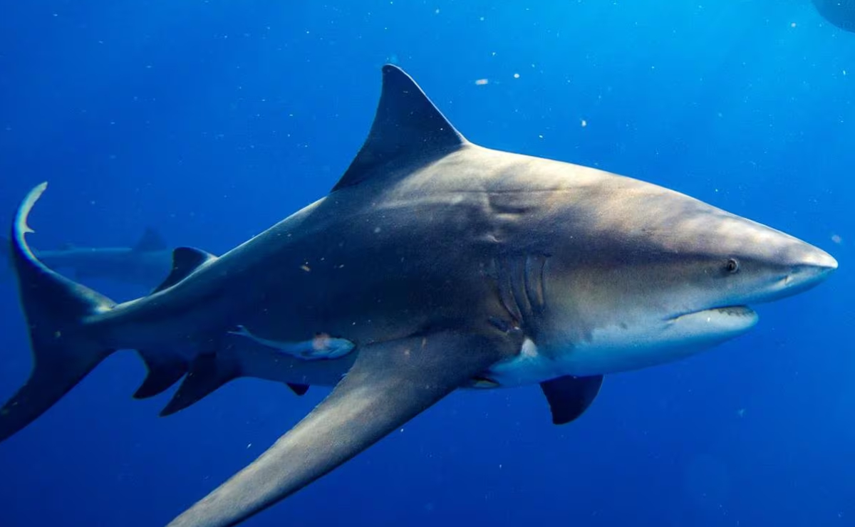 Reportan estable a una de las víctimas del ataque de tiburón en Isla del Padre, Texas