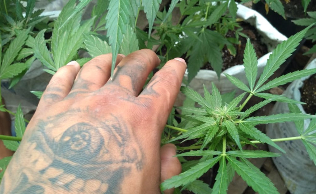 Plantíos de marihuana de organizaciones criminales, de tipo caseros: Jesús Orta