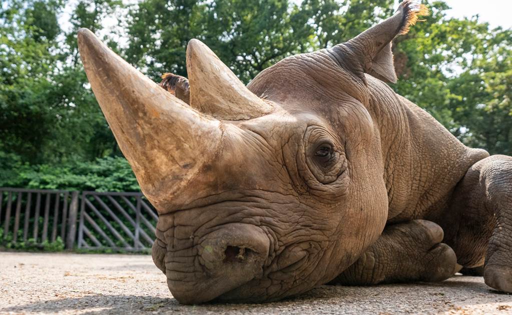 Reubicarán a 5 rinocerontes negros de Europa a Ruanda