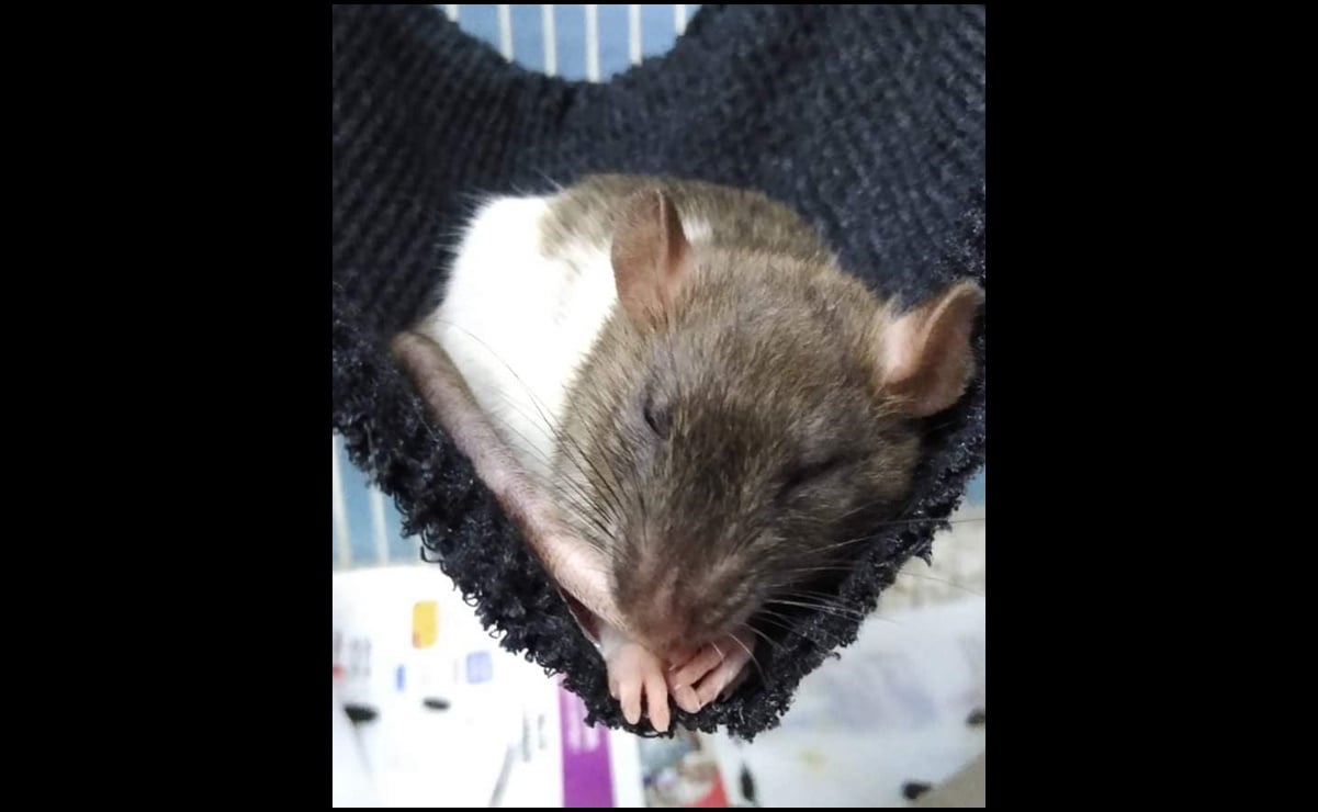 Buscan a Scabbers, una rata perdida en Veracruz
