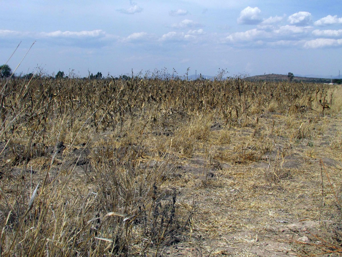 Sequía severa en 16 de los 18 municipios de Querétaro