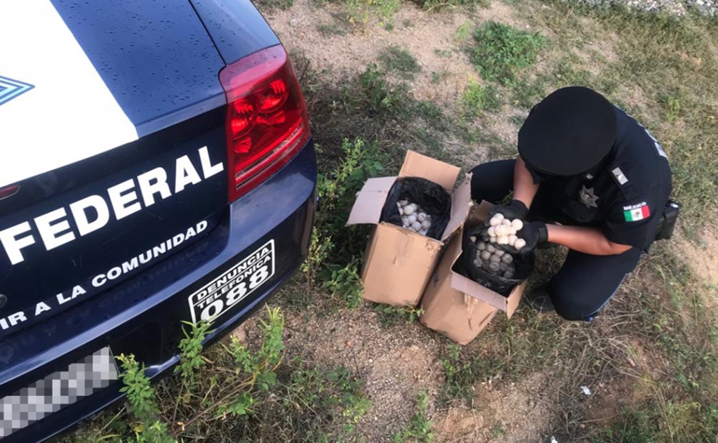 Policía Federal asegura más de mil huevos de tortuga en Oaxaca