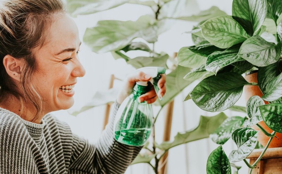 Conoce la razón por la que se recomienda hablar con tus plantas