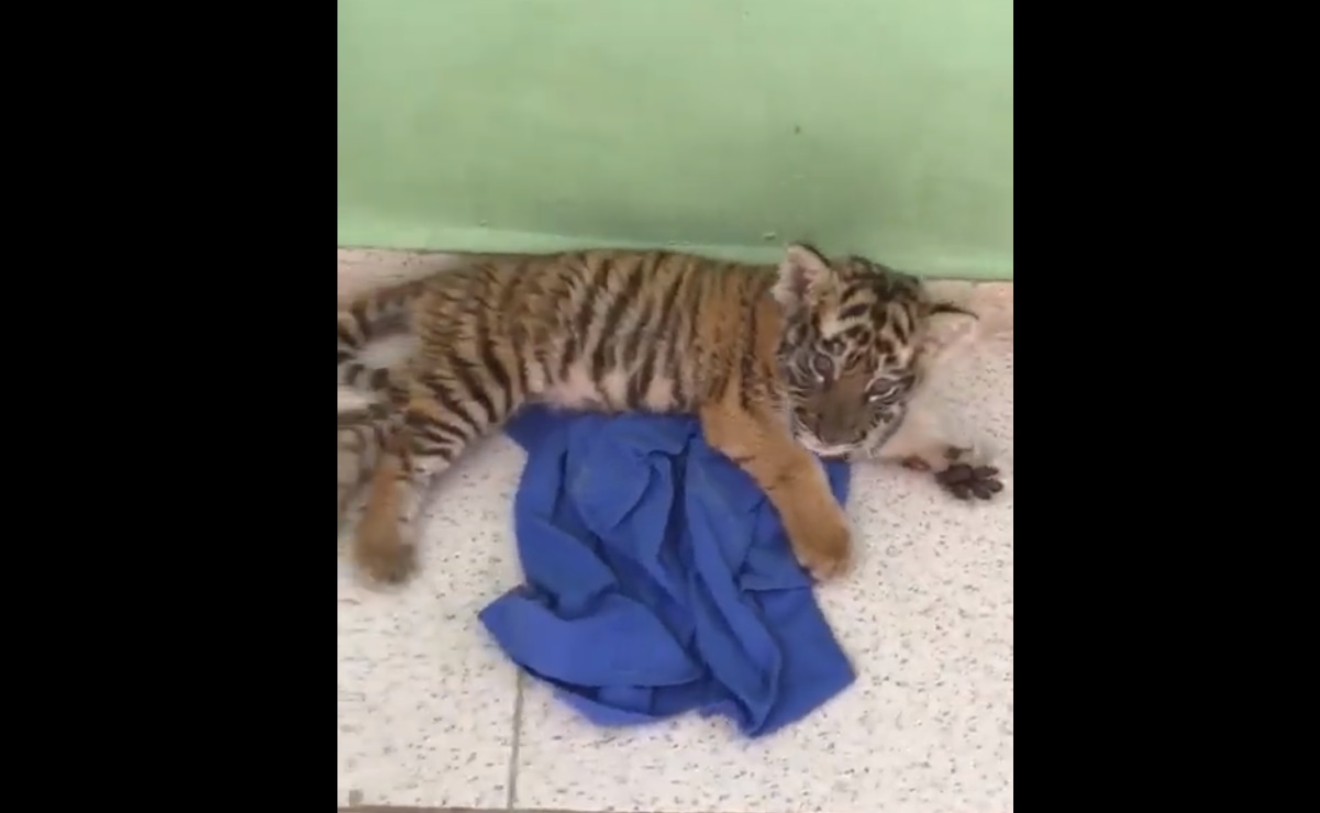 Rescatan cachorro de tigre en aeropuerto de Mérida; estaba en una caja de madera