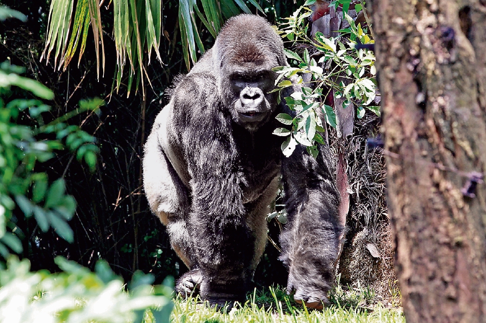 Costo de 1 mdp por aparear a 'Bantú' en Zoo de Guadalajara