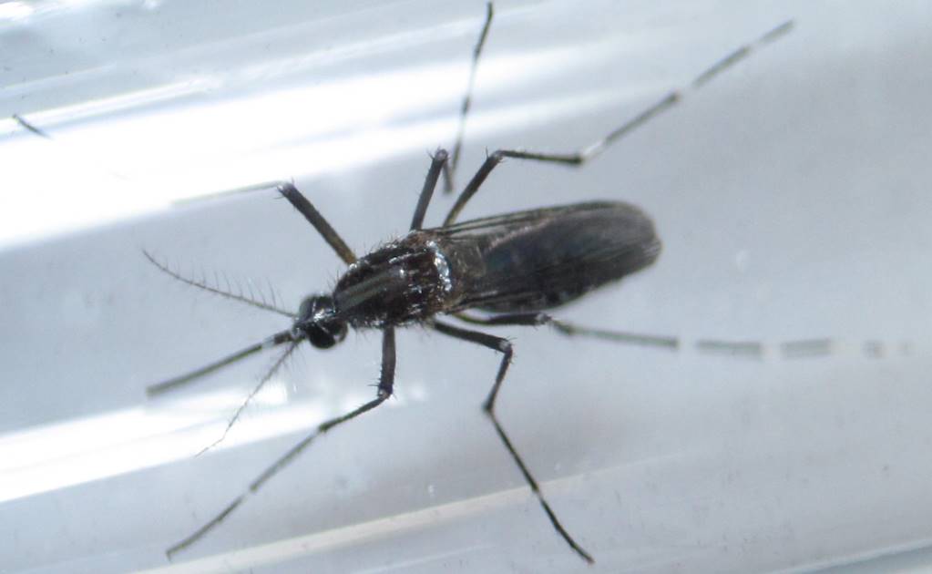 Uruguay confirma primer caso de zika importado