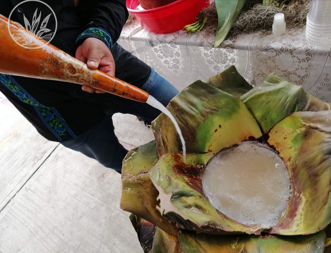 ¿Cuándo y dónde será el Festival del Pulque, la Salsa y el Nopal?