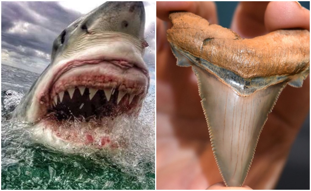 Hallan dientes de un tiburón gigante de hace 25 millones de años 