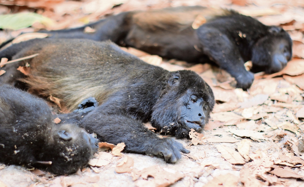 Semarnat emprende acciones para determinar la muerte de primates en Tabasco y Chiapas