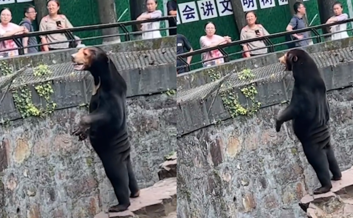 "¡Sí es un oso!": Zoológico en China rechaza disfrazar a personas, tras videos de animales parados en dos patas