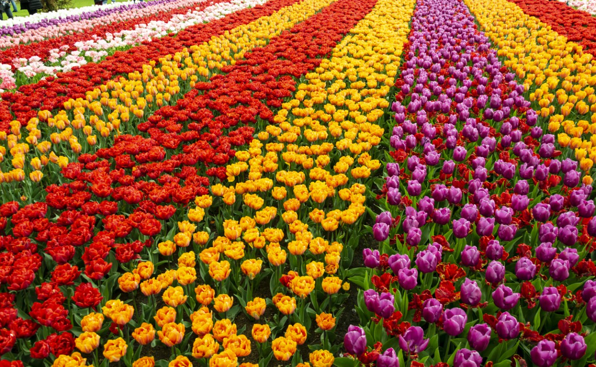 Tours virtuales en los jardines de tulipanes más famosos de Holanda