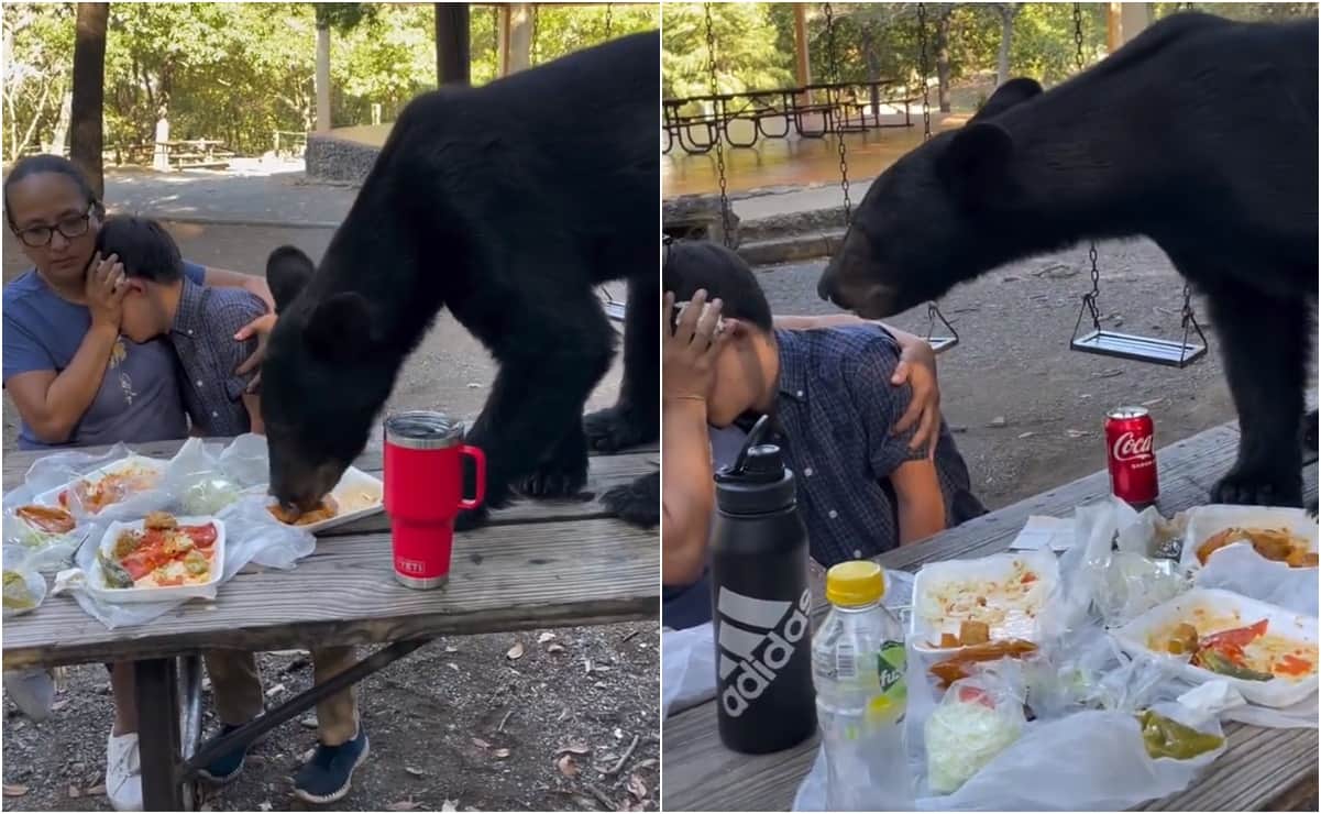 VIDEO: Oso sorprende en picnic familiar, se come tacos y enchiladas en Nuevo León