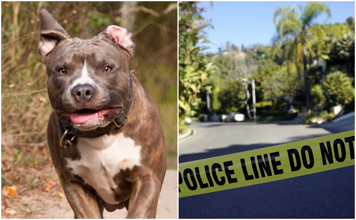 Pitbulls atacan a muerte a mujer dentro de su casa en Carolina del Norte 