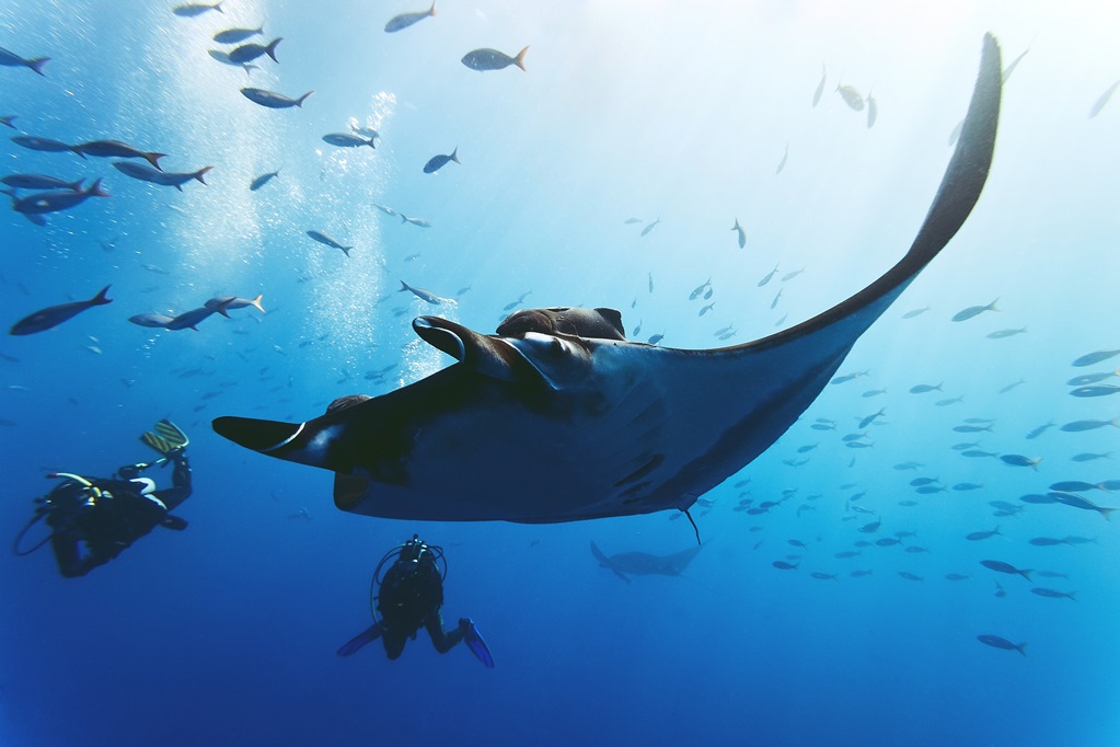 Lugares en México para ver mantas gigantes y tiburones